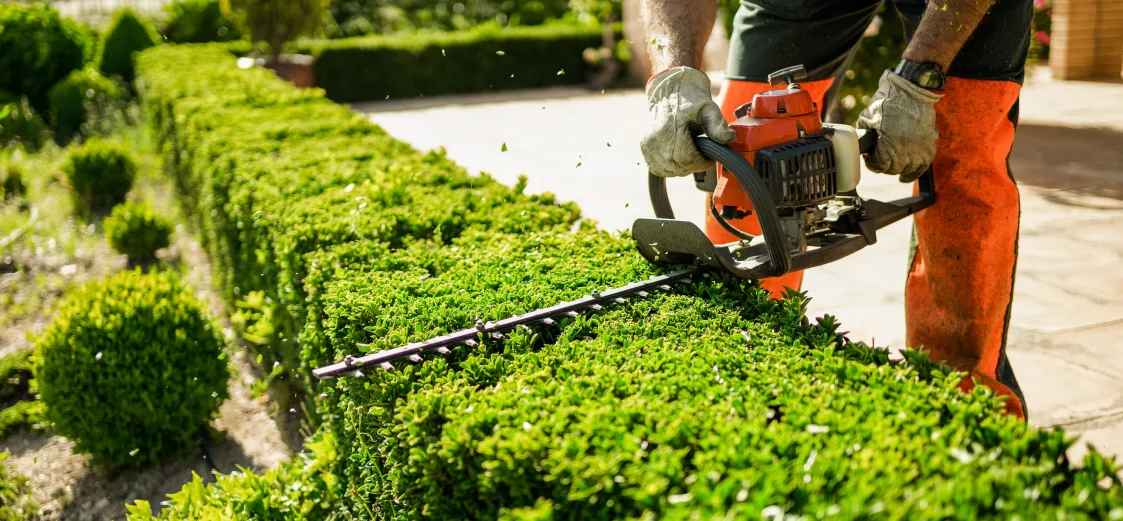 Hedge and Shrub Trimming